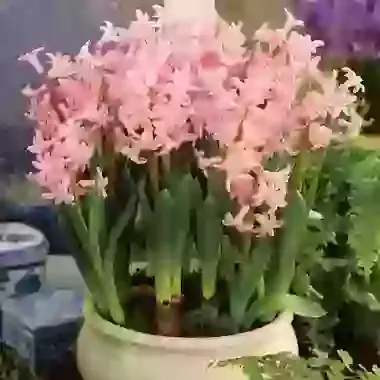 Multiflowering Pink